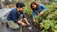 Warum deine Himbeeren klein bleiben: die 5 häufigsten Ursachen und schnelle Lösungen